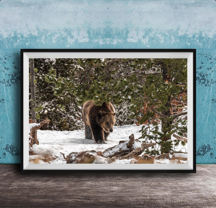 A brown bear walking through a snowy forest, surrounded by pine trees and snow-covered ground.