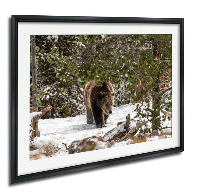 A brown bear walks through a snowy forest, surrounded by evergreen trees and snow-covered ground.