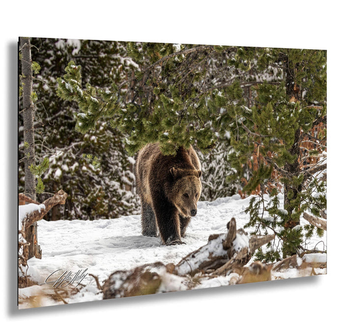 A brown bear walks through a snowy forest, surrounded by evergreen trees and snow-covered ground.