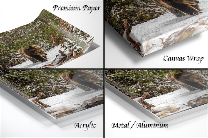 The image is a collage of four different views of a bear in a snowy forest, with each view labeled as either "Premium Paper", "Canvas Wrap", "Acrylic", or "Metal/Aluminum".