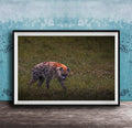This fine art wildlife photograph captures a striking moment in the Maasai Mara, where a lone hyena pauses mid-step and meets the viewer with a powerful, unforgettable gaze. Often misunderstood, the hyena represents intelligence, resilience, and survival within the African safari ecosystem. This piece is perfect for collectors who appreciate raw, authentic wildlife moments and want to bring depth, character, and conversation into their home or office décor.