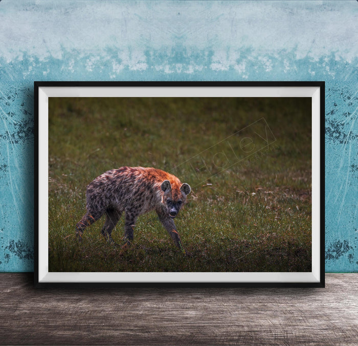 This fine art wildlife photograph captures a striking moment in the Maasai Mara, where a lone hyena pauses mid-step and meets the viewer with a powerful, unforgettable gaze. Often misunderstood, the hyena represents intelligence, resilience, and survival within the African safari ecosystem. This piece is perfect for collectors who appreciate raw, authentic wildlife moments and want to bring depth, character, and conversation into their home or office décor.