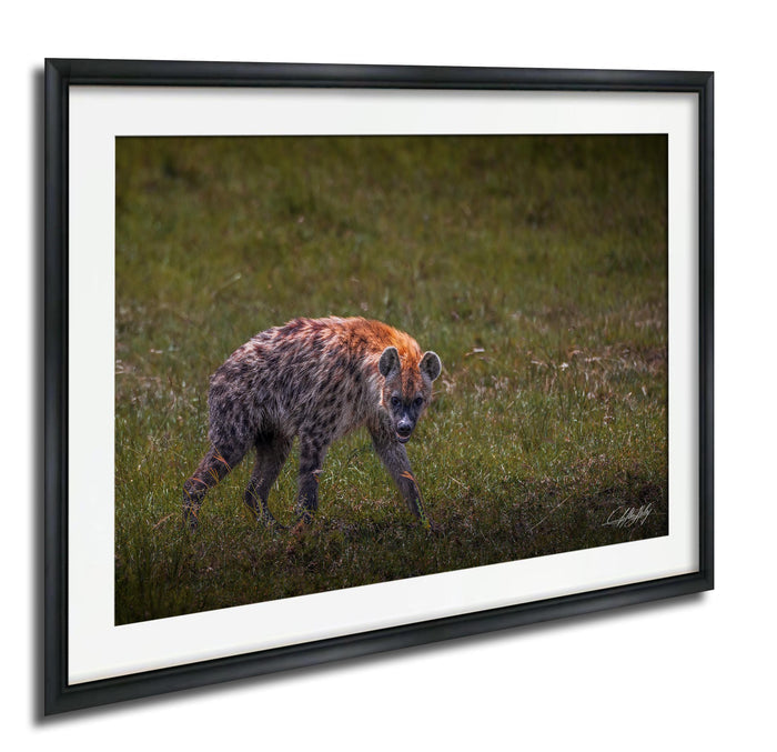 This fine art wildlife photograph captures a striking moment in the Maasai Mara, where a lone hyena pauses mid-step and meets the viewer with a powerful, unforgettable gaze. Often misunderstood, the hyena represents intelligence, resilience, and survival within the African safari ecosystem. This piece is perfect for collectors who appreciate raw, authentic wildlife moments and want to bring depth, character, and conversation into their home or office décor.