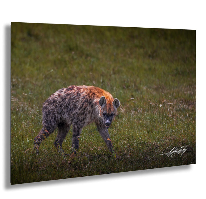 This fine art wildlife photograph captures a striking moment in the Maasai Mara, where a lone hyena pauses mid-step and meets the viewer with a powerful, unforgettable gaze. Often misunderstood, the hyena represents intelligence, resilience, and survival within the African safari ecosystem. This piece is perfect for collectors who appreciate raw, authentic wildlife moments and want to bring depth, character, and conversation into their home or office décor.