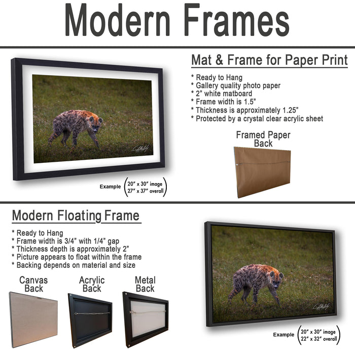 This fine art wildlife photograph captures a striking moment in the Maasai Mara, where a lone hyena pauses mid-step and meets the viewer with a powerful, unforgettable gaze. Often misunderstood, the hyena represents intelligence, resilience, and survival within the African safari ecosystem. This piece is perfect for collectors who appreciate raw, authentic wildlife moments and want to bring depth, character, and conversation into their home or office décor.