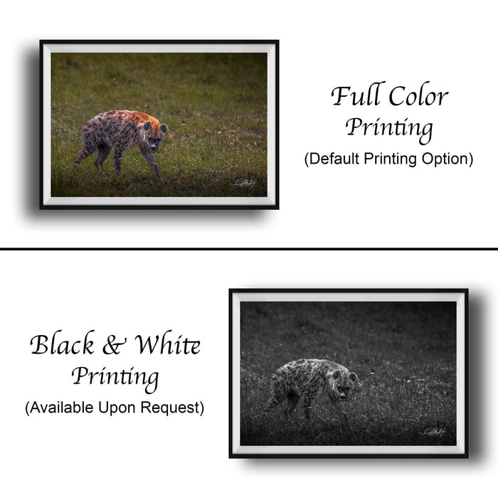 This fine art wildlife photograph captures a striking moment in the Maasai Mara, where a lone hyena pauses mid-step and meets the viewer with a powerful, unforgettable gaze. Often misunderstood, the hyena represents intelligence, resilience, and survival within the African safari ecosystem. This piece is perfect for collectors who appreciate raw, authentic wildlife moments and want to bring depth, character, and conversation into their home or office décor.