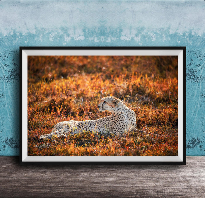 A cheetah resting in a field of orange and yellow grass, with a blue wall in the background.
