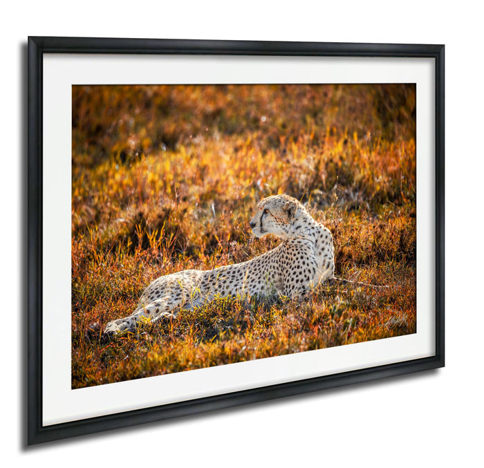 A cheetah resting in a field of tall grass, with warm orange and yellow hues in the background.