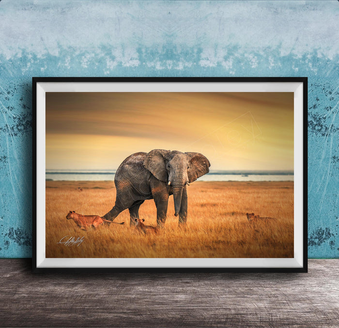 A framed photograph depicting an elephant standing in a grassy field with lions in the background, against a backdrop of a sunset sky.