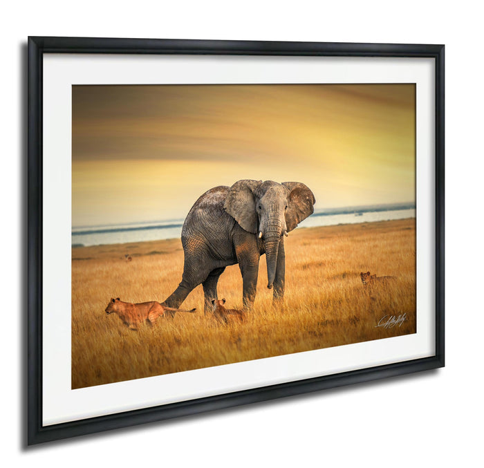 A large elephant stands in a grassy field, with a lion and other animals visible in the background.