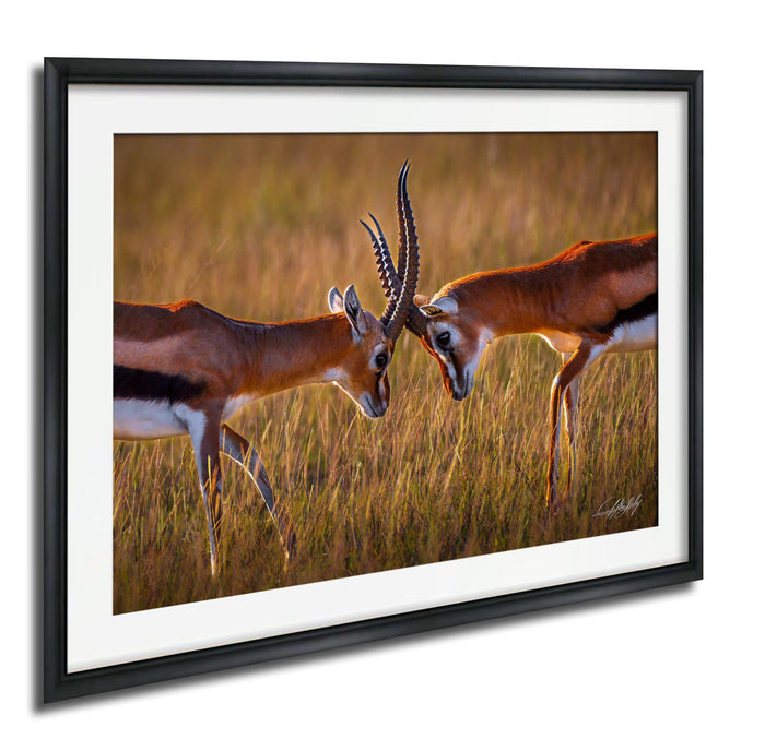 Two gazelles standing in a field of tall grass, facing each other and appearing to interact.