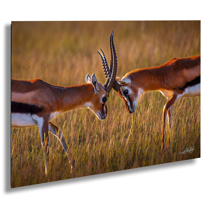 Two gazelles standing in a grassy field, facing each other with their heads lowered.