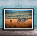 A framed photograph depicting two zebras in a grassy field, with a tiger visible in the background.