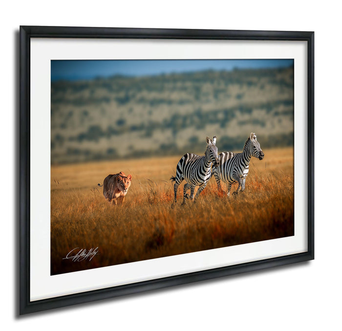 A framed photograph depicting three zebras in a grassy field, with a lone animal visible in the background.