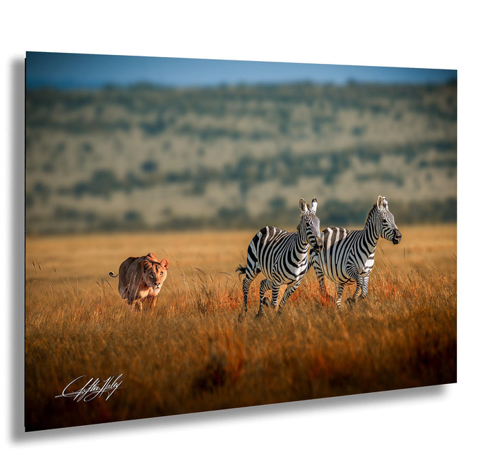 A group of zebras and a lion in a grassy field, with the lion walking towards the zebras.
