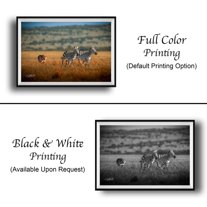 The image is a collage of two framed photographs. The top photograph is a full-color print of a group of zebras in a grassy field, while the bottom photograph is a black and white print of the same group of zebras in the same field.