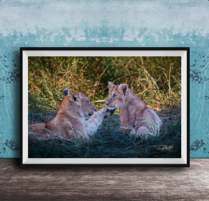 lion cub photography, maasai mara wildlife, african safari art, king of the jungle photo, wildlife nursery scene, baby lion portrait, african wildlife print, safari fine art, lion cub wall art, kenya safari photography, predator cub moment, nature heirloom art, savanna wildlife decor, lion cub fine art print, maasai mara lion cubs, african safari nursery art, young lion wall decor, safari wildlife heirloom, lion cub under acacia, african savanna fine art, wildlife legacy photography, baby lion