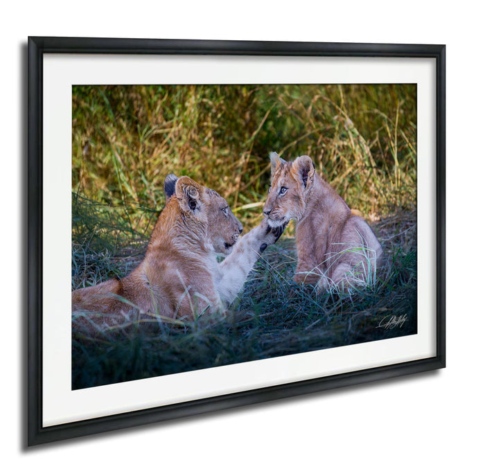 lion cub photography, maasai mara wildlife, african safari art, king of the jungle photo, wildlife nursery scene, baby lion portrait, african wildlife print, safari fine art, lion cub wall art, kenya safari photography, predator cub moment, nature heirloom art, savanna wildlife decor, lion cub fine art print, maasai mara lion cubs, african safari nursery art, young lion wall decor, safari wildlife heirloom, lion cub under acacia, african savanna fine art, wildlife legacy photography, baby lion