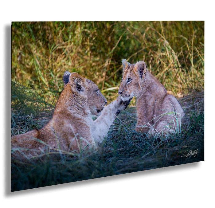 lion cub photography, maasai mara wildlife, african safari art, king of the jungle photo, wildlife nursery scene, baby lion portrait, african wildlife print, safari fine art, lion cub wall art, kenya safari photography, predator cub moment, nature heirloom art, savanna wildlife decor, lion cub fine art print, maasai mara lion cubs, african safari nursery art, young lion wall decor, safari wildlife heirloom, lion cub under acacia, african savanna fine art, wildlife legacy photography, baby lion