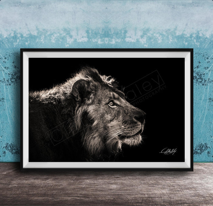 A black and white portrait of a lion is displayed in a framed artwork against a blue textured wall.