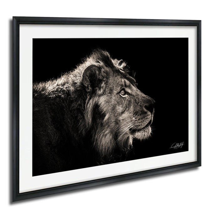 A black and white photograph of a majestic lion, its gaze directed to the left, captured in a striking monochrome frame.