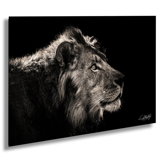 A close-up black and white portrait of a majestic lion, its gaze directed to the left.