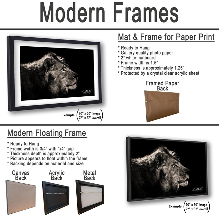 The image is a collage of two framed artworks, one of a lion and one of a black and white photograph. The lion artwork is a modern floating frame, while the black and white photograph is a modern floating frame. The collage includes examples of mat and frame sizes, as well as the materials used for the backings.