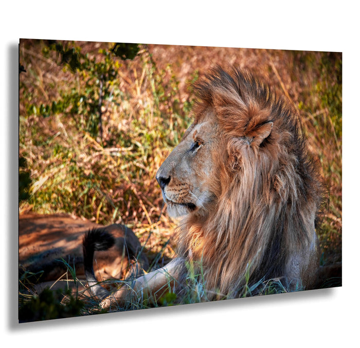 Maasai Mara safari, African lion Kenya, big cat photography, lion king savanna, Kenya wildlife, safari adventure, golden mane lion, Maasai culture, lion photography, best safari parks, predator in wild, African nature, wildlife photographer