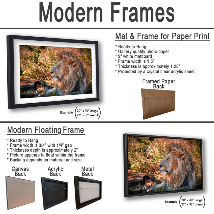 The image is a collage of two framed pictures, one of a lion and one of a grassy field. The lion picture is a modern floating frame, while the grassy field picture is a modern floating frame. The collage also includes a mat and frame for paper print, a mat and frame for paper print, and a framed paper back.