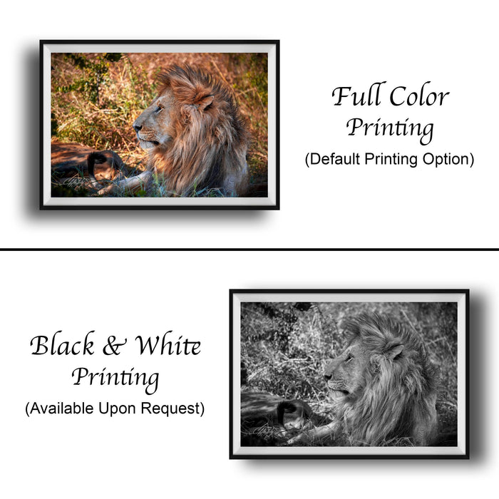 The image is a collage of two framed pictures. The top picture is a full color print of a lion, while the bottom picture is a black and white print of the same lion. The text below the images indicates that the full color printing is the default option, and the black and white print is available upon request.