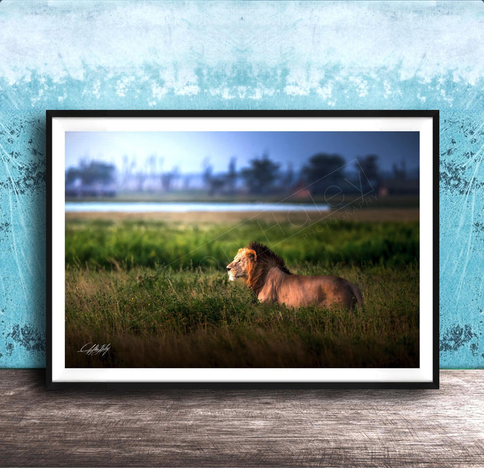 Lion Wildlife Wall Art | Maasai Mara Safari Boho Print Decor