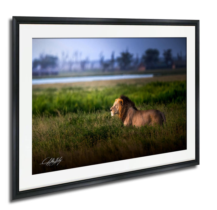 Lion Wildlife Wall Art | Maasai Mara Safari Boho Print Decor