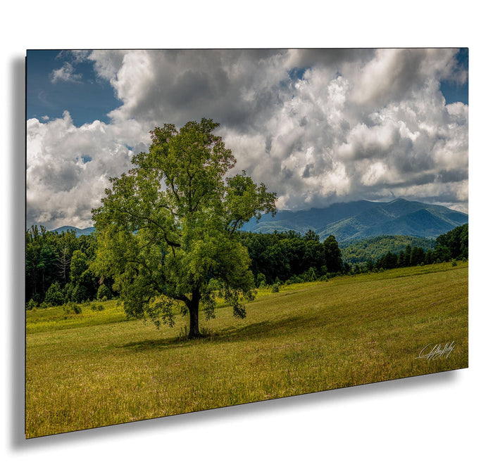 A large, lush green tree stands in a grassy field, with mountains visible in the distance under a cloudy sky.