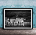 A group of cheetahs walking together in a natural setting, captured in a black and white photograph.