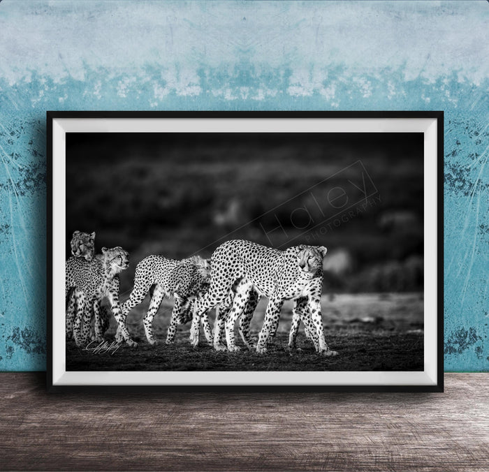 A group of cheetahs walking together in a natural setting, captured in a black and white photograph.