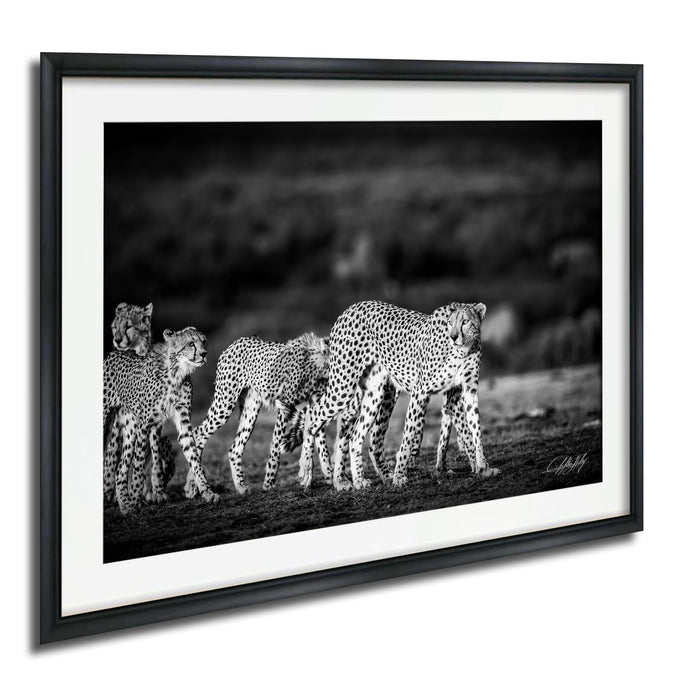 A group of cheetahs walking together in a field, captured in a black and white photograph.