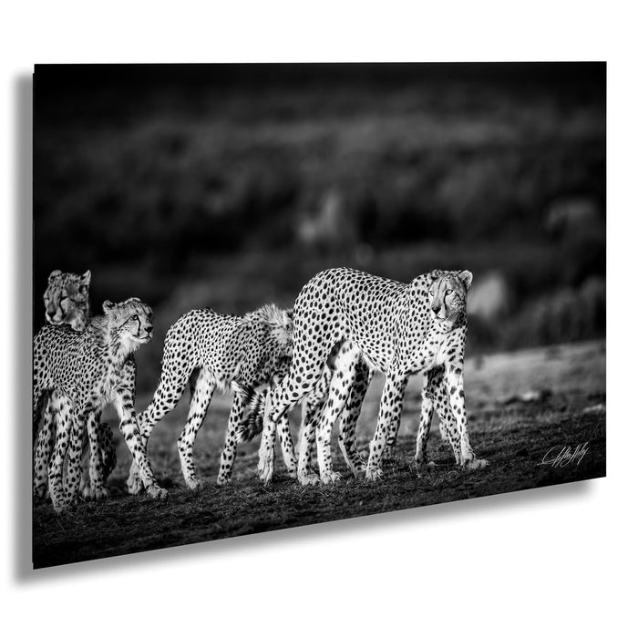 A group of cheetahs walking together in a field, captured in a striking black and white photograph.