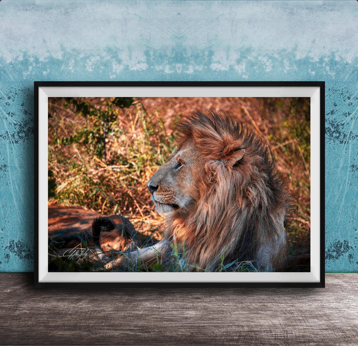 A framed photograph of a majestic lion resting in the grass, its golden mane and intense gaze capturing the viewer's attention.