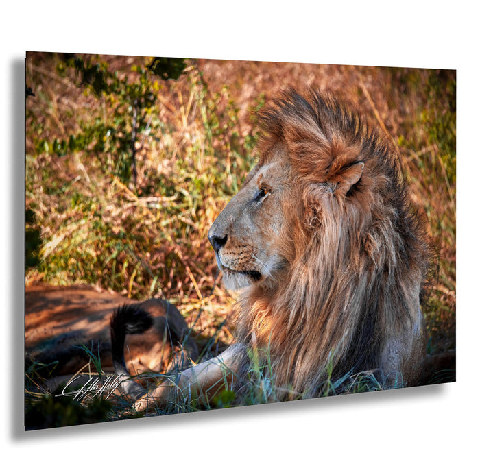 A majestic lion rests in the grass, its golden mane and powerful presence commanding attention.