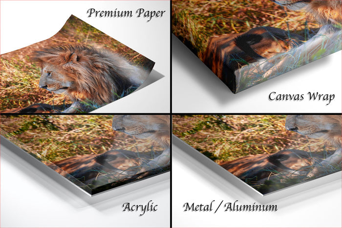 The image is a collage of four photographs depicting a lion in various poses and settings, including a close-up of the lion's head and a more distant view of the lion in a grassy field.