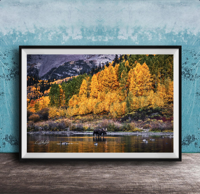 A black moose stands in a body of water surrounded by a vibrant autumn forest, with a blue sky and mountains in the background.