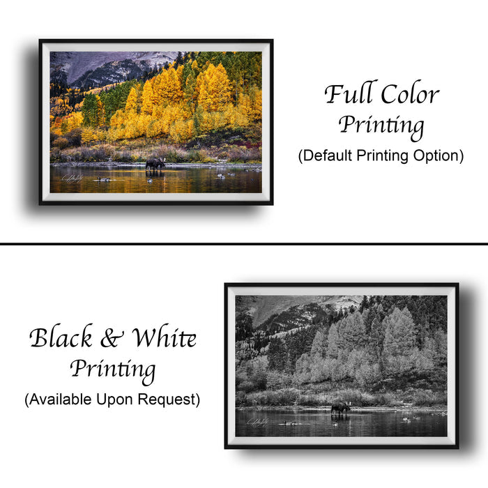 The image is a collage of two framed pictures. The top picture is a full color print of a forest with yellow trees, while the bottom picture is a black and white print of the same forest. Both pictures are framed and available upon request.