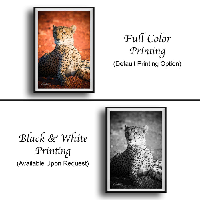 The image is a collage of two framed photographs. The top photograph is a black and white image of a cheetah, while the bottom photograph is a full color image of the same cheetah. The text below the images indicates that the full color printing is available upon request.