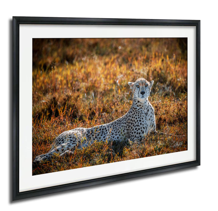 A cheetah resting in a field of tall grass, its spotted coat blending with the golden hues of the surroundings.