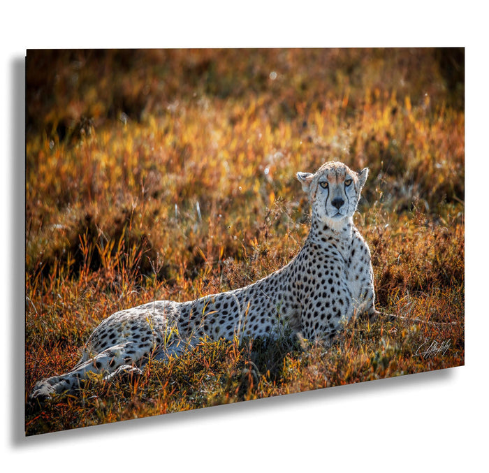 Maasai Mara safari, cheetah photography, wildlife photography, Kenya travel, big cat photos, African safari, endangered species, nature photography, Maasai culture, savanna landscapes, best safari parks, cheetah conservation, African wildlife