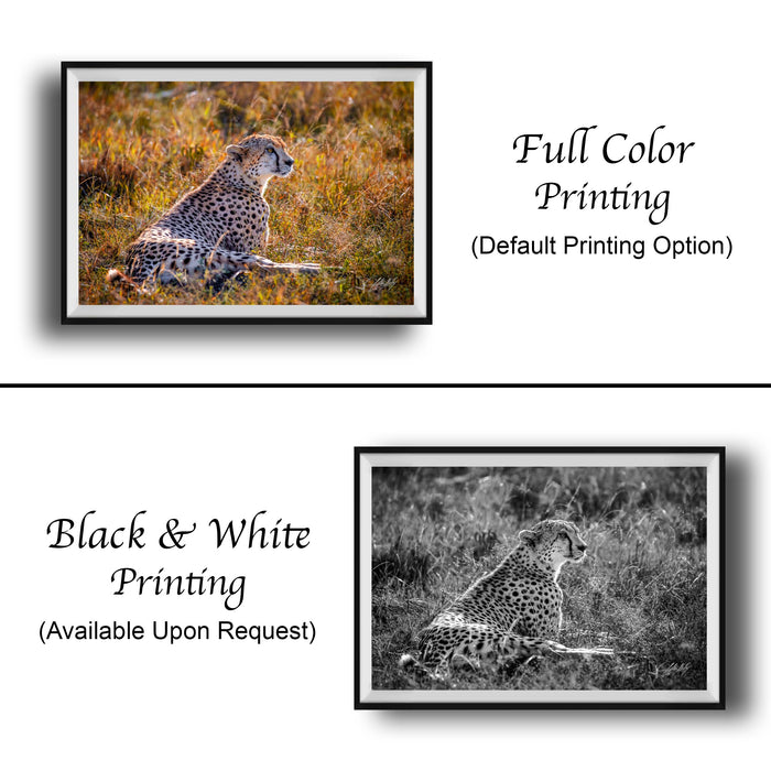 The image is a collage of two framed photographs. The top photograph is a full-color print of a cheetah sitting in a grassy field, while the bottom photograph is a black and white print of the same cheetah sitting in the grass. The text below the images indicates that the full-color print is available upon request.
