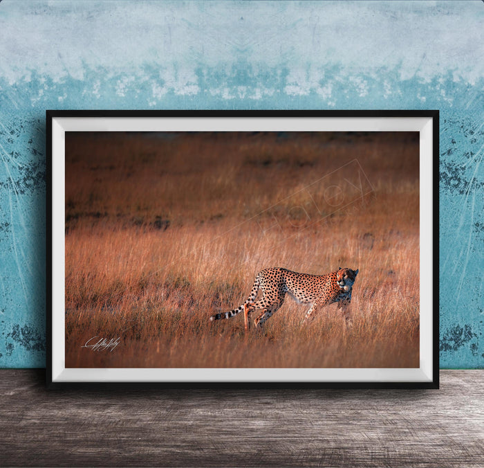 A cheetah is captured in mid-stride, running through a field of tall grass.