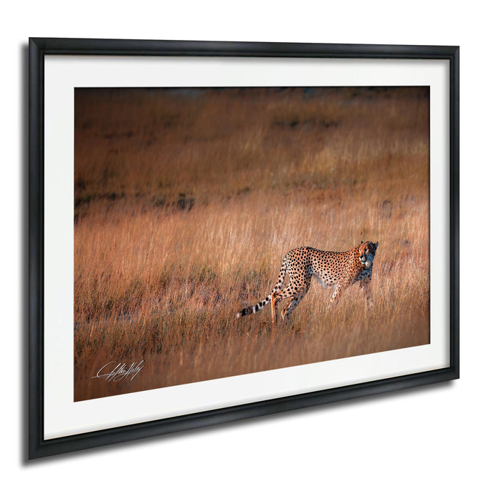 A cheetah is captured in motion, running through a field of tall grass.
