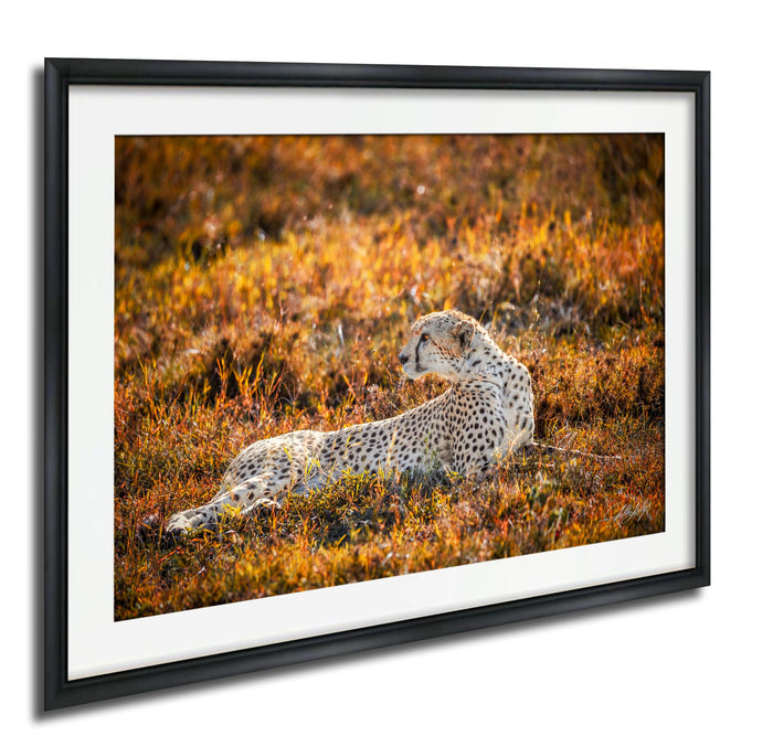 A cheetah resting in a field of tall grass, with warm orange and yellow hues in the background.