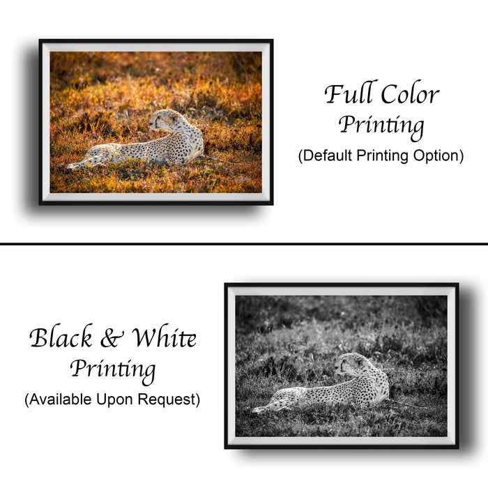 The image is a collage of two framed pictures. The top picture is a full color print of a cheetah lying in the grass, while the bottom picture is a black and white print of the same cheetah. The text below the images indicates that the full color printing is the default option, and the black and white print is available upon request.